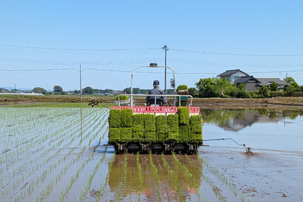 稲が育つ田んぼ